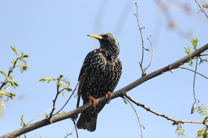 low angle view, animals in the wild, bird, starling, plant, 2K, one animal, animal, wildlife, day, outdoors, sky, no people, animal wildlife, perching