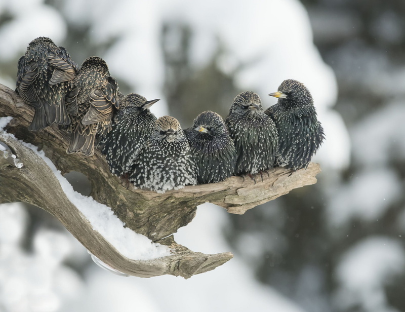 starlings, winter, birds, cold, snag, 1080P, flock