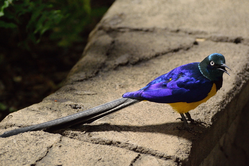 5K, long tailed glossy starling, blue, exotic, animals in the wild, animal wildlife, animal, wildlife, outdoors, feather, full length, starling, long