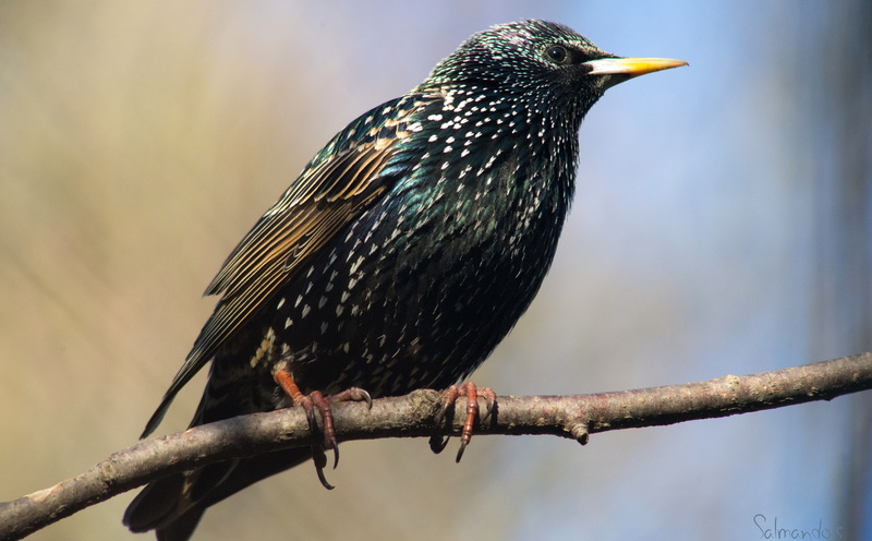 european, branch, kottarainen, Common Starling, tree, starling, day, animals in the wild, no people, Bird, one animal, full length, outdoors, focus on foreground