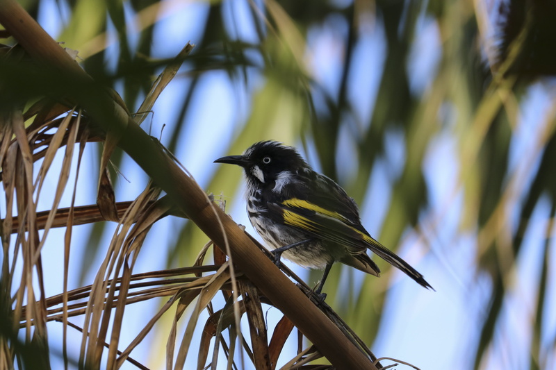 no people, perching, small, selective focus, animal, tree, black, bird, branch, yellow, vertebrate, plant, animal themes, starling, animal wildlife, sitting
