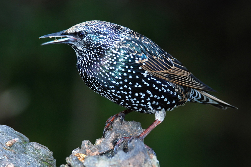 animals in the wild, 1080P, vertebrate, no people, animal wildlife, one animal, animal themes, animal markings, focus on foreground, perching, full length