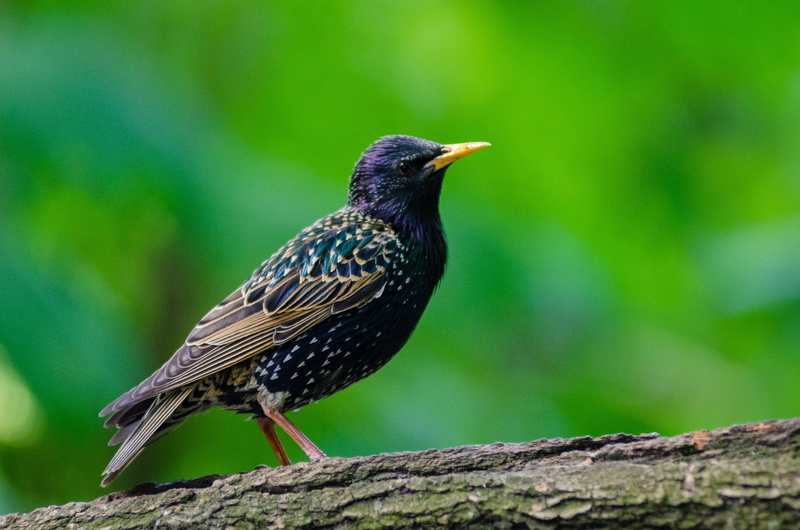 2K, one animal, nature, vertebrate, close-up, animal, tree, wildlife, no people, perching, plant, outdoors, wood - material, starling, full length, side view