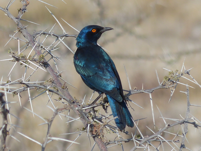 selective focus, perching, glossy-starling, animals in the wild, animal, vertebrate, 4K, twig, one animal, animal themes, blue, day, beauty in nature
