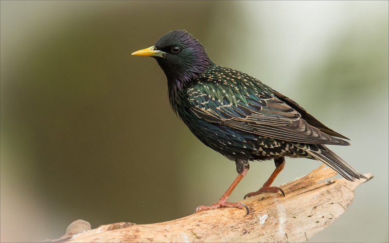 full length, focus on foreground, vertebrate, animal themes, desktop, 4K, starling, side view, animals in the wild, european, one animal, hd