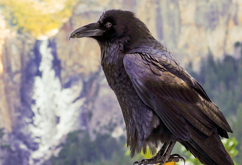 crow, black Color, animals In The Wild, wildlife, raven, close-up, bird Watching, brown, looking, beauty In Nature, one Animal, bird, 720P, animal Eye
