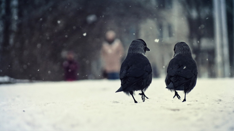 crow, snow, 1080P, birds