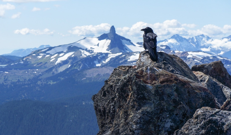 birds, 1080P, animals, landscape, crow