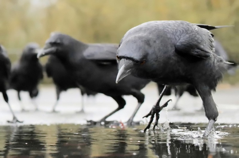 crow, water, animals, 1080P, birds, raven