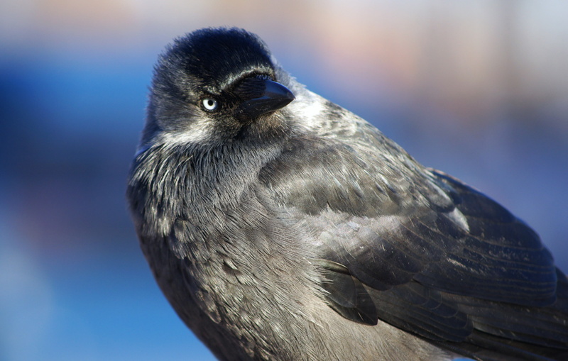 looking, focus on foreground, outdoors, animals in the wild, birds, vertebrate, beak, animal themes, bird, nature, side view, animal wildlife, animals