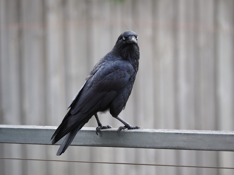focus on foreground, vertebrate, day, bird, close-up, full length, animal, perching, railing, feathers, animal wildlife, crow, animals in the wild, raven - bird