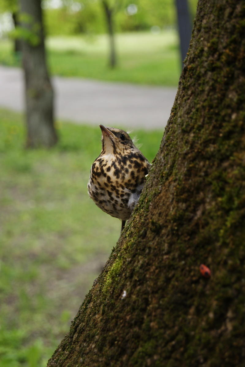 poland, plant, woodpecker, chelsea, animals in the wild, birds, 4K, starling common, focus on foreground, tree trunk, animal themes, branch, day, outdoors