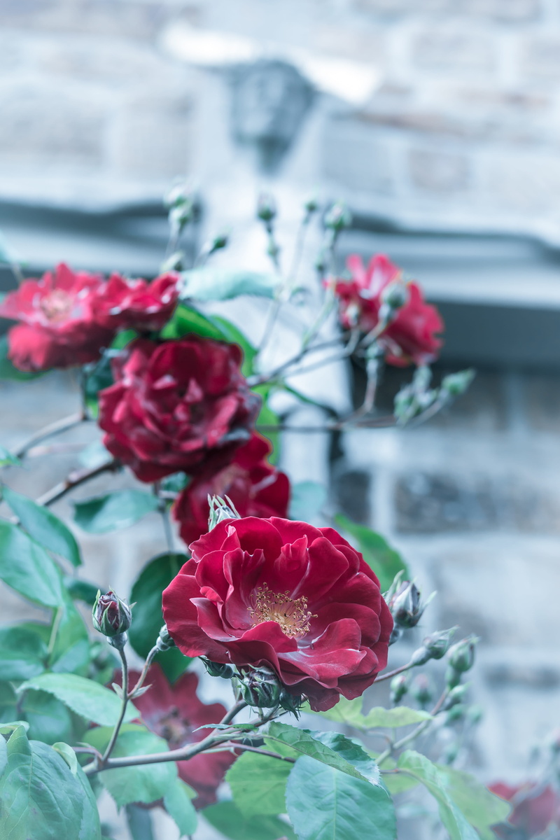 rose - flower, nature, beauty in nature, crucifixion, christian, petal, inflorescence, focus on foreground, flowering plant, freshness, cross, christ, flower head