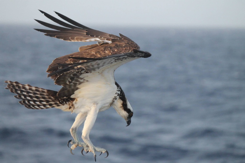 outdoors, motion, one animal, day, 1080P, animal, animal wing, agastopia, bibble, animals in the wild, on the move, bird, erinaceous, animal themes, spread wings