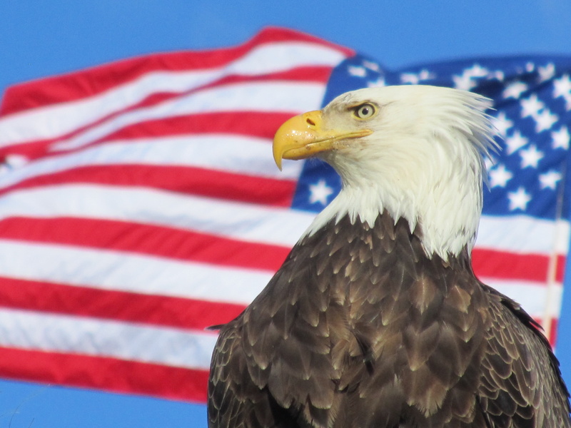 flag, bibble, bird, eagle, focus on foreground, 4K, erinaceous, animal, agastopia, animal wildlife, animal body part, one animal, no people, eagle - bird