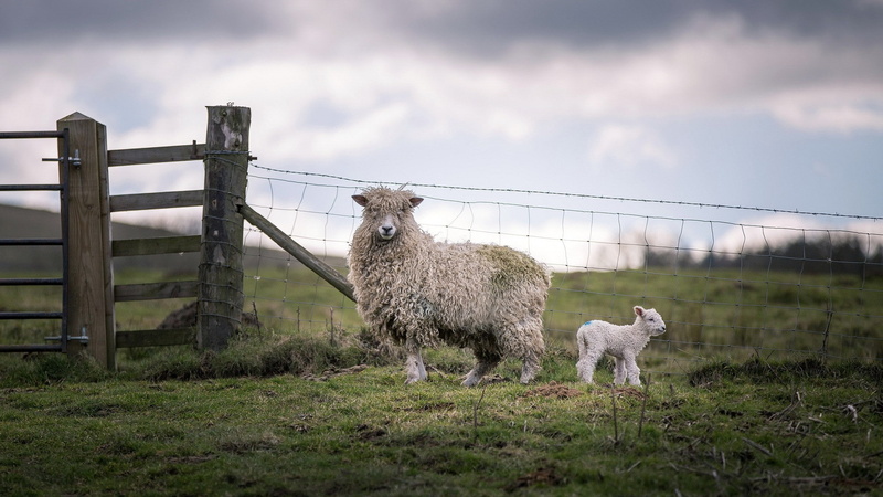 pets, field, fence, outdoors, animal, baby animals, herbivorous, sheep, animal themes, nature, cloud - sky, plant, sky, domestic animals, animals, barrier