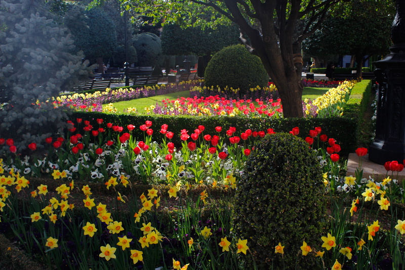 narciso, growth, no people, primavera, colors, vulnerability, plant, spain, park - man made space, tree, altozano, multi colored, flower, park, beauty in nature