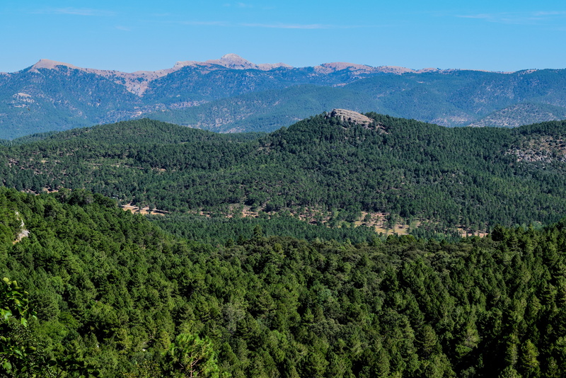 lush foliage, albacete, 4K, coniferous tree, nature, non-urban scene, tranquil scene, beauty in nature, plant, growth, land, landscape, sky, mountain