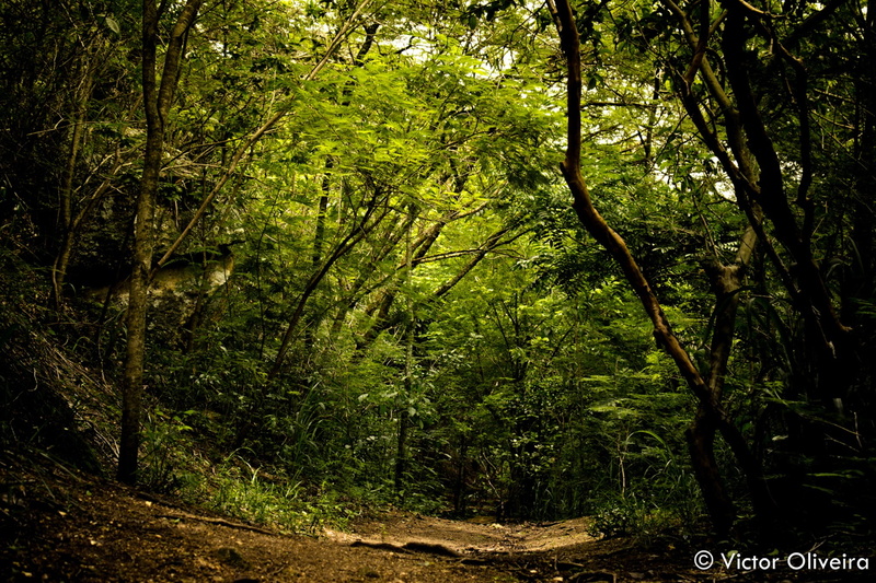 the way forward, nature, scenics - nature, rainforest, no people, non-urban scene, growth, landscape, land, outdoors, direction, tranquil scene, woodland