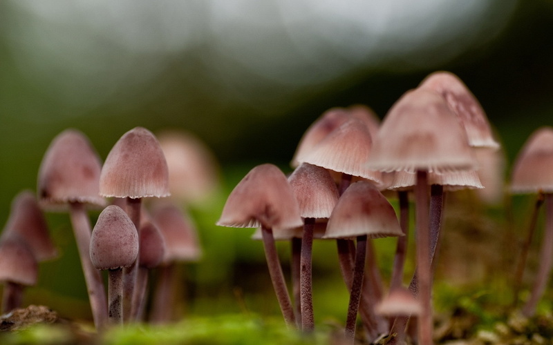 abstract, TagNotAllowedTooSubjective, x, art, hd, photography, mushrooms, 1080P
