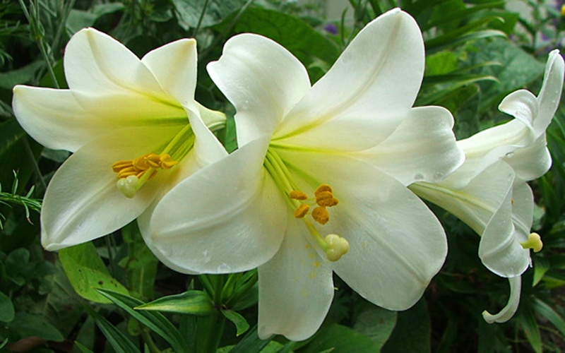 white, family, madonna, pc, lilies, mobile, flower, hd, lily, ffor, candidum, phones, photo, lilium, tablet, 1080P