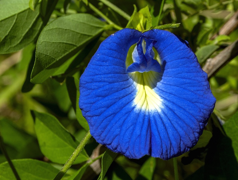 flower head, 1080P, flower butterfly pea, fragility, flower garden, day, beauty in nature, green leaves, freshness, clitoria, flowering, chalice