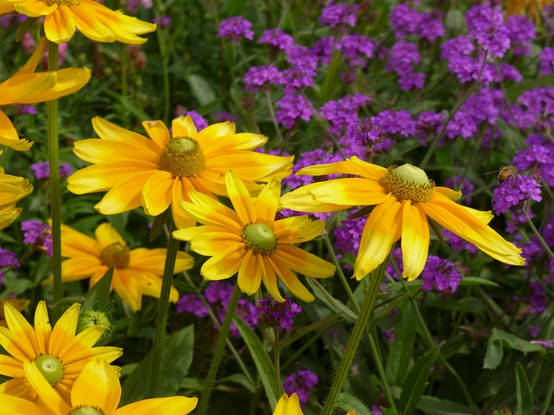 inflorescence, complementary color contrast, summer flowers, flower, plant, day, close, flora, 2K, flower chalice, vulnerability, sun, sunny, close-up