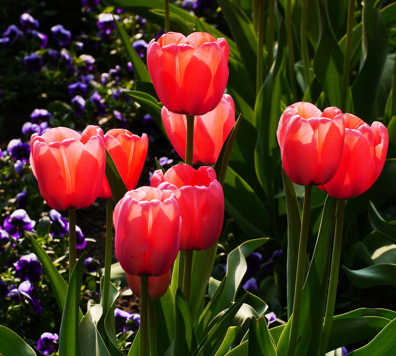 plant, tulip, petal, no people, 2K, flowering plant, spring, petaled, close-up, day, flower, freshness, bright, back light, chalices, tulips, bed, vulnerability