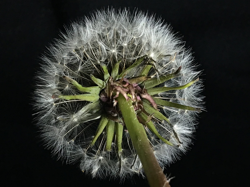 reverse, outdoors, flower head, dandelion, chalice, dandelion seed, growth, sepal, seeds, close-up, fragility, sepals, nature, taraxacum officinale, studio shot