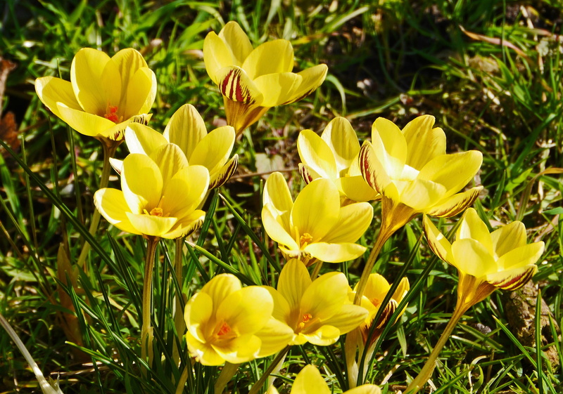 signs of spring, vulnerability, fragility, growth, nature, freshness, flowering plant, yellow, high angle view, sunlight, flower, inflorescence, flower head