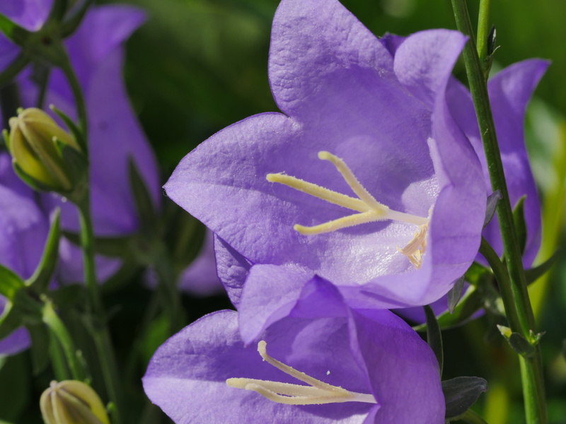 chalices, close up, no people, nature, may, flower garden, growth, bells, flower, bellflower, inflorescence, leaf, spring, focus on foreground, pollen