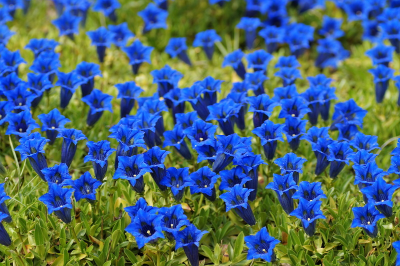 flower head, beauty, beauty in nature, flower, field, bell, mountain flower, no people, flowering plant, plant, wild plant, blue, botany, gentian, land