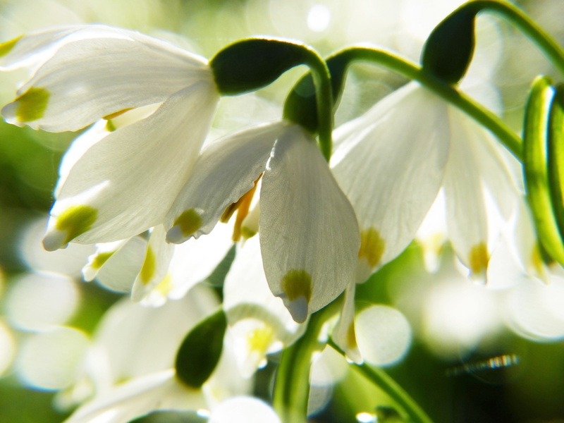 white color, riparian zone, leaf, inflorescence, pollen, flower chalice, nature conservation, macro, close-up, outdoors, spring flower, beauty in nature