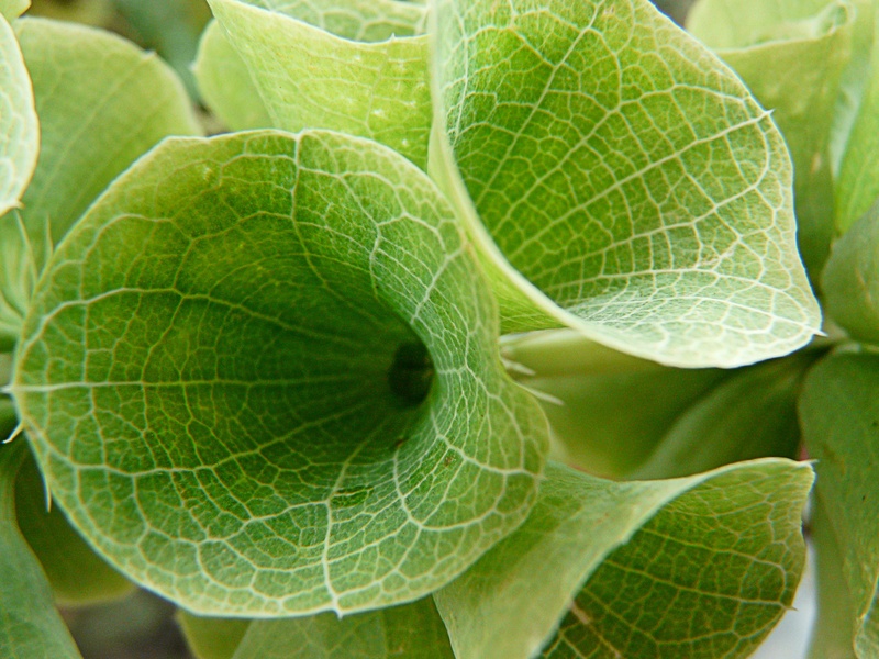 2K, leaves, leaf vein, leaf, green, healthy eating, herb, freshness, food and drink, beauty in nature, close-up, raw food, summer, food, growth, plant part