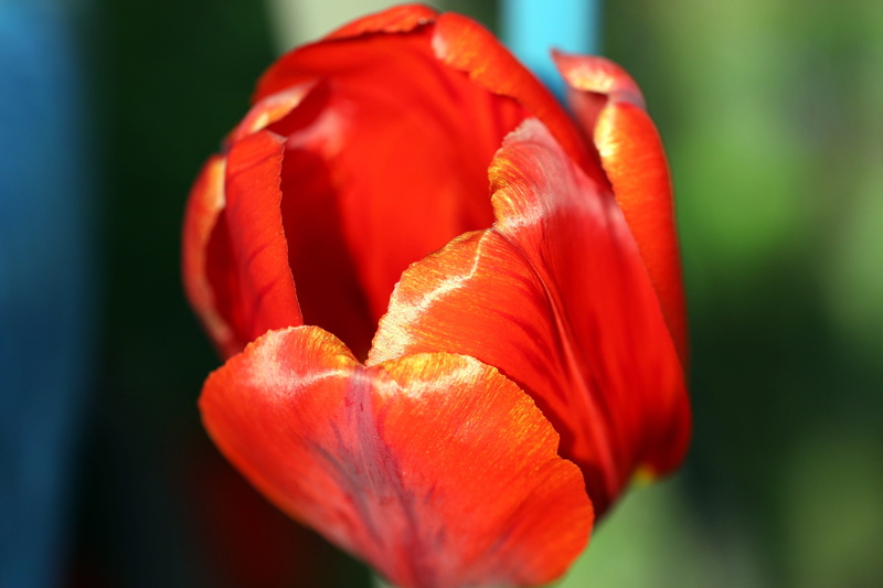 tulips, springtime, the inside of a tulip, petal, inflorescence, the blossoming of, tulip, spring, no people, flower head, botany, growth, plant, close-up