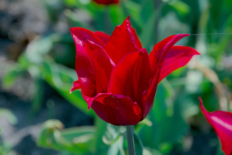 inflorescence, beauty in nature, flora, 4K, flowering, botany, freshness, closeup, red, day, plant stem, spring, flower, vulnerability, focus on foreground