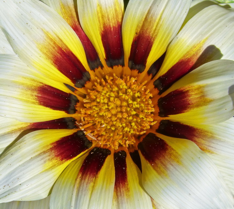 1080P, natural pattern, macro, plant, Flower, yellow, fragility, close-up, daisy, botany, gazania, flowering plant, Petals, single Flower, gerbera Daisy