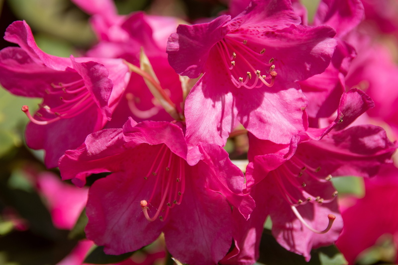 bouquet, flower head, fragility, pink, pitchers, summer, day, 5K, no people, chalices, vulnerability, gardening, pink color, garden, flora, spring, pollen
