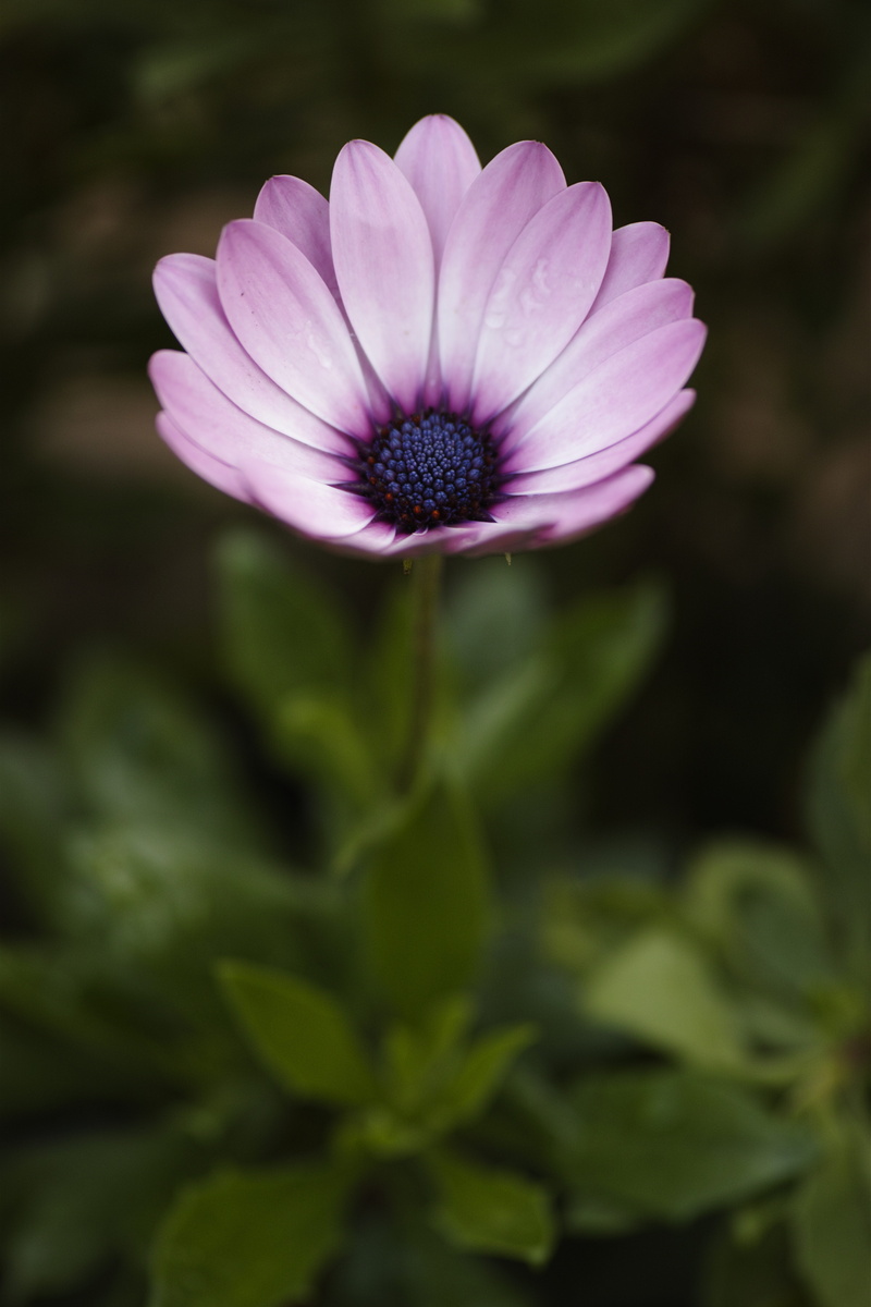 fragility, flowers, pink color, outdoors, fresh, detail, spring flowers, botany, summer, macro, beautiful, plato, vulnerability, flower Head, pollen, color image