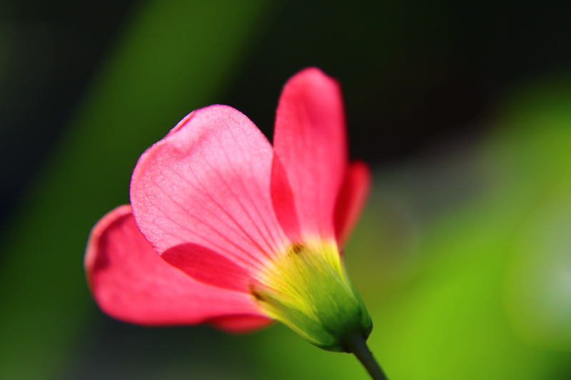 oxalis iron cross, fragility, focus on foreground, flower head, garden, plant, flower, no people, selective focus, soft focus, springtime, close-up, pink color