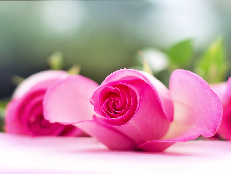 day, nature, outdoors, valentine, beauty in nature, pink, no people, flowers, 2K, plant, blossoms, bloom, close-up, selective, inflorescence, wedding