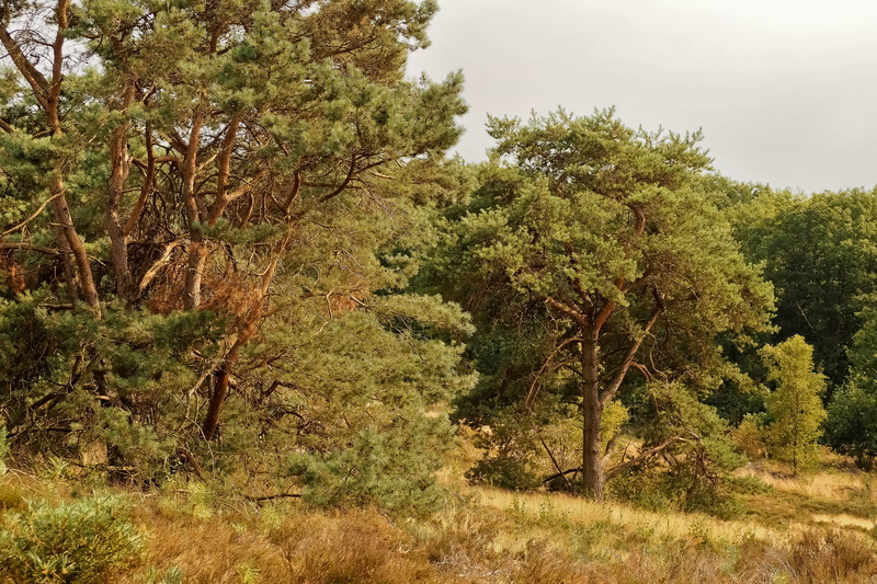 national park, away, field, path, scenics - nature, forest, nature, environment, idyll, tree, hill, beauty in nature, green color, outdoors, dunes, growth