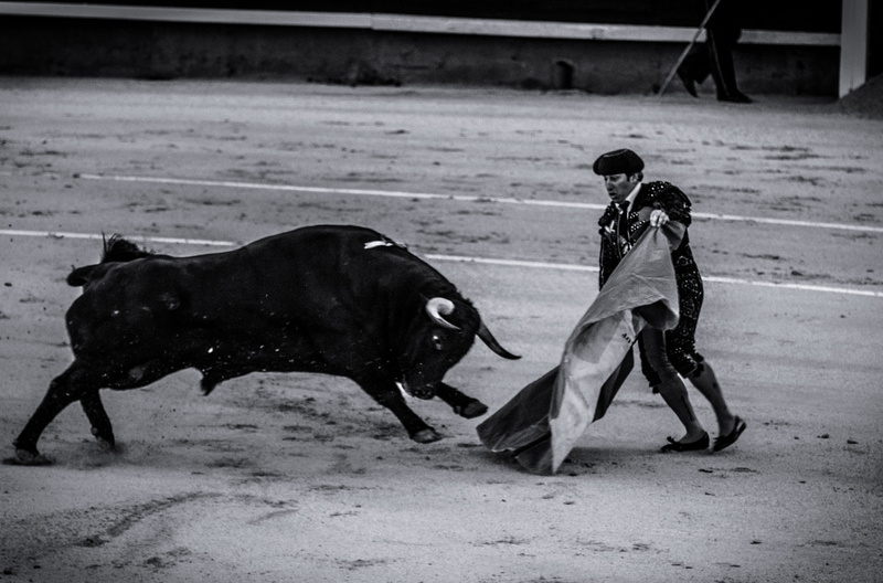 outdoors, running, mammal, bull, day, matador, spain, livestock, real people, madrid, side view, vertebrate, lifestyles, bull ring, cattle, bull fight