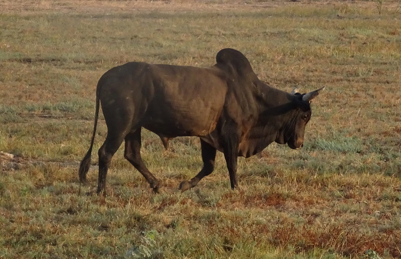 plant, landscape, great rann, mammal, land, rural, kutch, india, field, nature, gujarat, ox, animal wildlife, one animal, cattle, dhordo, fuming, countryside