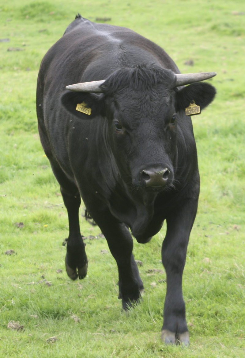 no people, livestock, land, field, black, looking at camera, vertebrate, animal themes, domestic, nature, horns, mammal, grass, charging, herbivorous, running