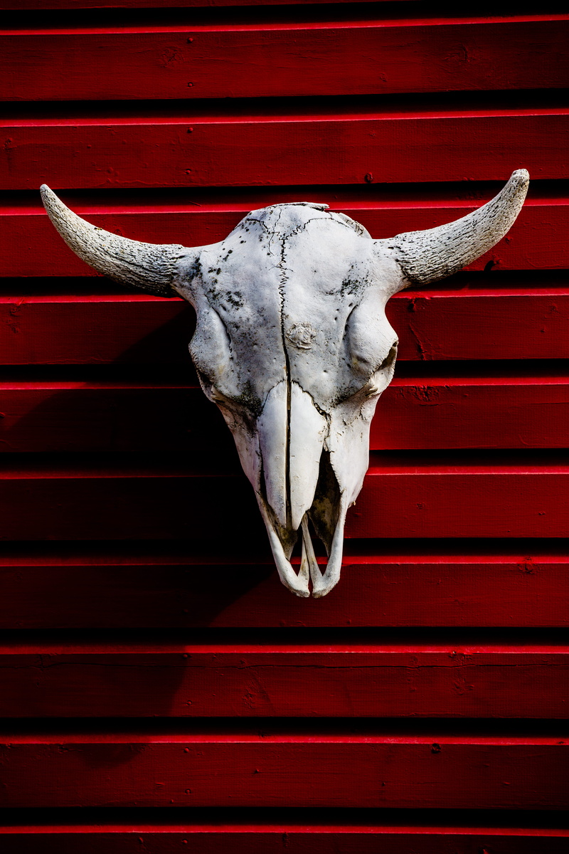 close-up, 5K, day, red, wall, decor, bone, horned, architecture, white, animal, skull, bull, wooden, fence, one animal, animal body part, wall - building feature