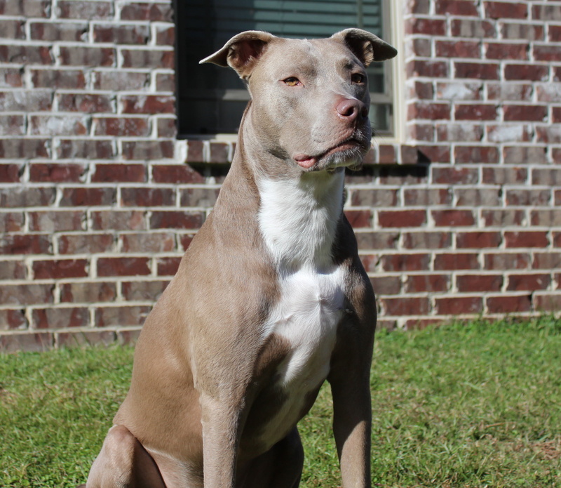 pit bull, one animal, wall - building feature, 2K, domestic animals, vertebrate, domestic, strong, animal themes, pets, canine, animal, brick wall, field