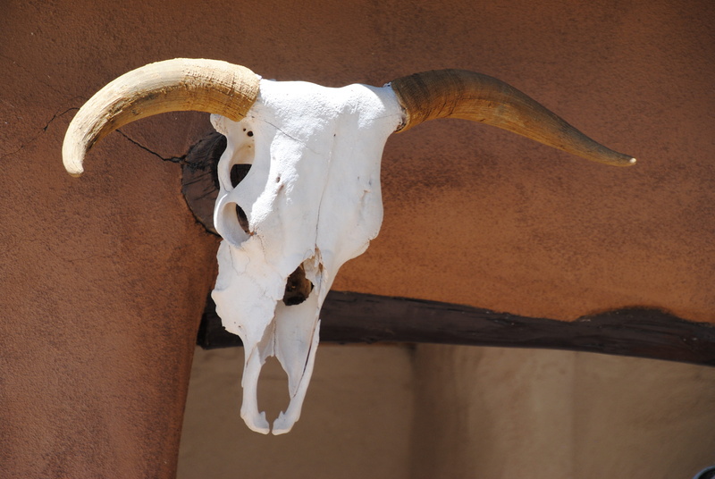 animal wildlife, new, wall - building feature, bull - animal, cattle, animal themes, animal body part, horned, architecture, ranch, sheep, wall, one animal