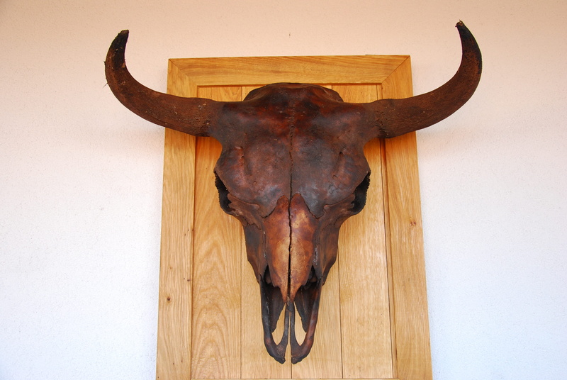 close-up, horned, hanging, no people, mammal, horns, herbivorous, animal body part, bison, antler, wood - material, award, wall - building feature, animal