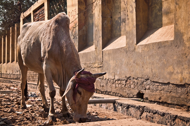 travel, asia, street, domestic animals, traditional, nature, horn, working animal, india, cow, eating, hinduism, no people, sunlight, day, wall, milk, animal themes